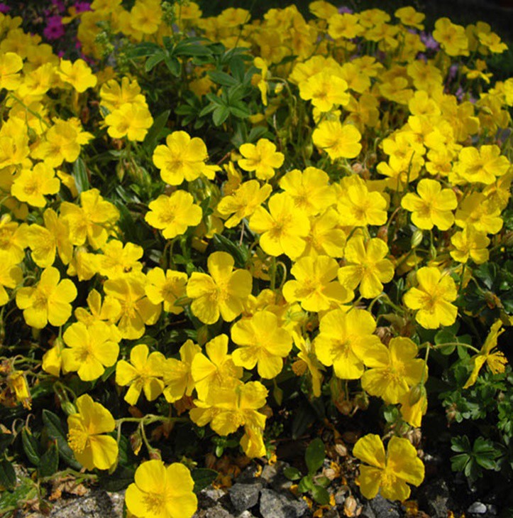 Napvirág 'Sulphureum Plenum'
