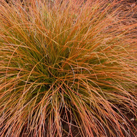 Narancsos sás 'Prairie Fire'