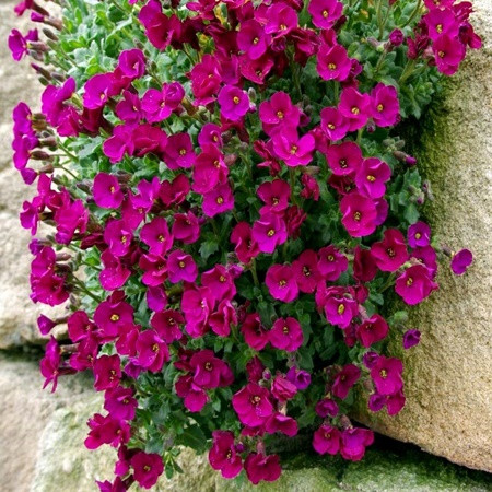 Kerti pázsitviola 'Axcent Lilac'