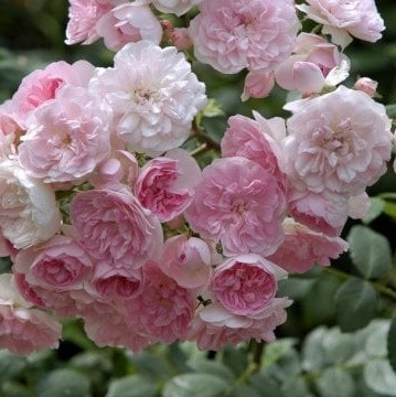 Rózsa, alacsony rózsaszín 'Lovely Fairy' szépséghibás
