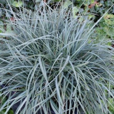 Ezüstös sás 'Pamira'
