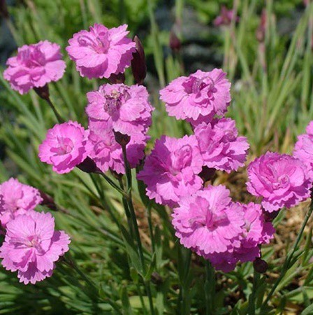 Illatos pünkösdi szegfű 'Pink Jewel'   