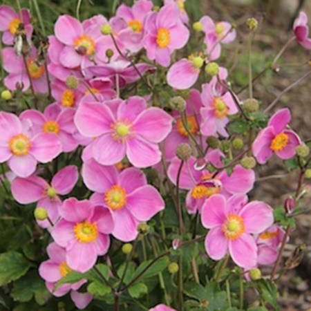 Szellőrózsa 'Fantasy Jasmine' 