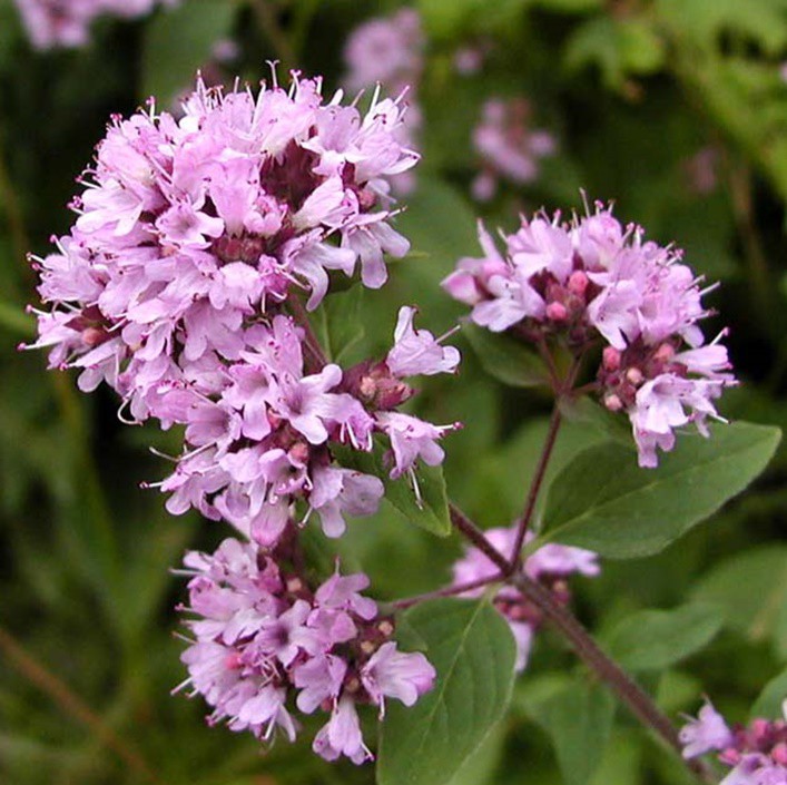Oregano, szurokfű