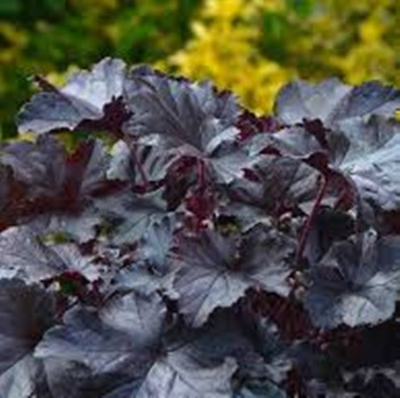 Tűzgyöngyvirág 'Black Beauty'