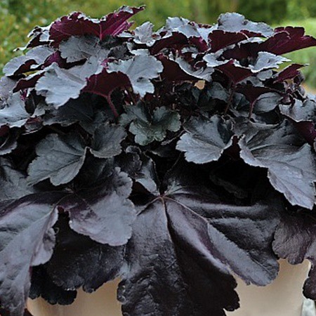 Tűzgyöngyvirág 'Black Pearl' 