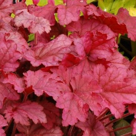 Tűzgyöngyvirág 'Coralberry'
