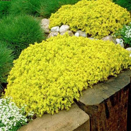 Sárga virágú varjúháj 'Aureum' NEM szépséghibás