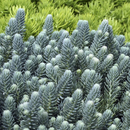 Pompás varjúháj 'Blue Cushion' NEM szépséghibás