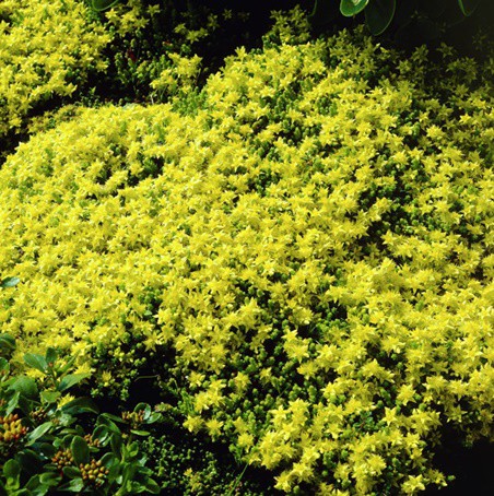 Sárga virágú varjúháj 'Aureum'