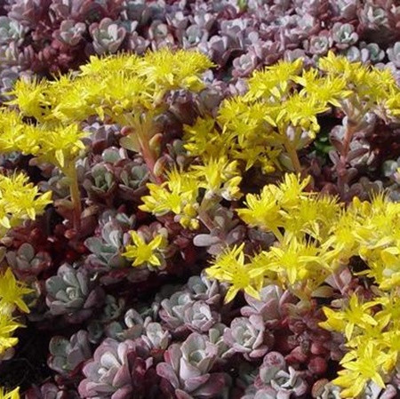 Varjúháj 'Purpureum'
