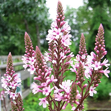 Dúsvirágú verbéna 'Rosea' 