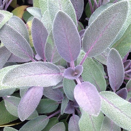 Zsálya 'Purpurascens'
