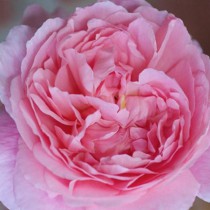 Rózsaszín romantikus rózsa - Alexandra-Princesse de Lux.