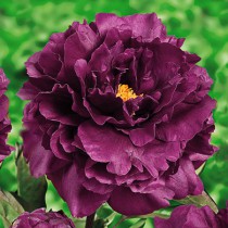 Fás bazsarózsa 'Dark Purple'