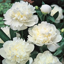 Illatos bazsarózsa 'Alba Plena'