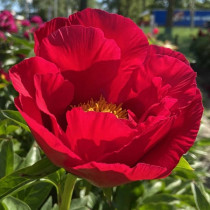 Illatos bazsarózsa 'Blaze'