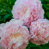 Illatos bazsarózsa 'Myrtle Gentry'