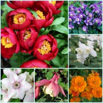 Együtt olcsóbb! jókedvű tavaszi virágoskert