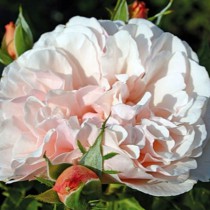 Romantikus rózsa 'Eifelzauber'