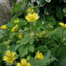 Erdei berkipimpó 'Waldsteinia'