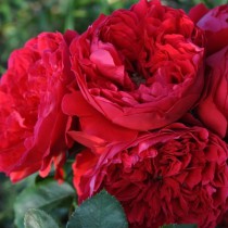 Vörös futórózsa - 'Florentina' Kordes rózsa