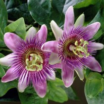 Golgotavirág 'Purple Haze'
