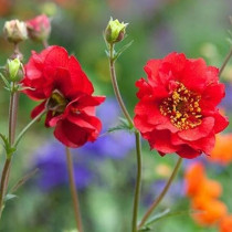 Gyömbérgyökér 'Grande Rosso'