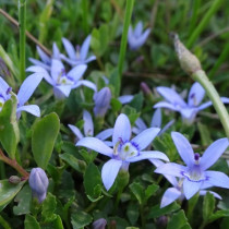 Halvány harangszirom 'Dark Blue'