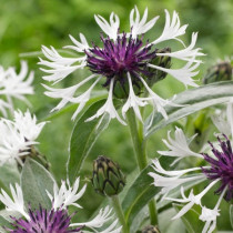 Hegyi imola 'Amethyst in Snow'