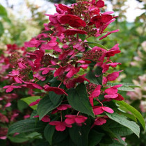 Bugás hortenzia 'Magical Fire'