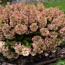 Bugás hortenzia 'Magical Matterhorn'