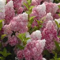  Bugás hortenzia 'Phantom' 
