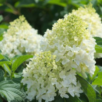 Bugás hortenzia 'Magical Andes'