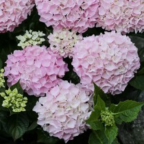 Kerti hortenzia 'Bouquet Rose' 