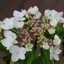 Kerti hortenzia 'Cloudi' hibrid