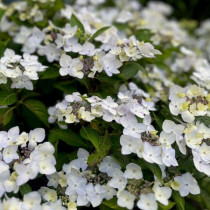 Kerti hortenzia 'Cloudi' hibrid 