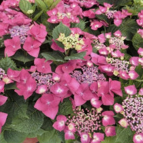 Kerti hortenzia 'Kardinal' 