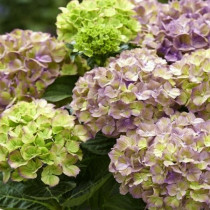 Kerti hortenzia 'Rembrant Vibrant Verde' 