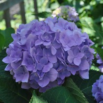 Kerti hortenzia 'Silky Pink Blue'