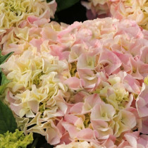 Kerti hortenzia 'Sonnenstein' 