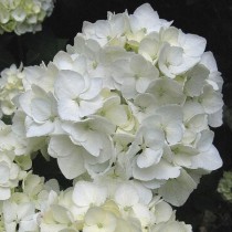 Kerti hortenzia 'White Power' 