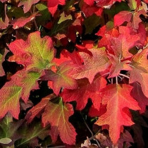  Tölgylevelű hortenzia 'Burgundy' 