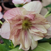 Hunyor 'Double Ellen Picotee'	