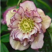 Hunyor 'Double Ellen Picotee'	