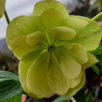 Hunyor 'Double Green'