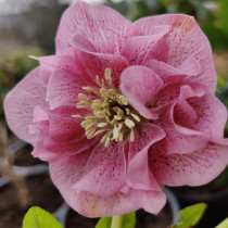 Hunyor 'Double Rose'
