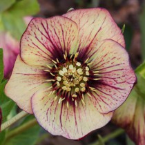 Hunyor 'Heuger Anja Oudolf'