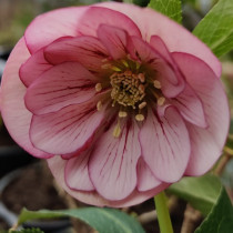 Hunyor 'Heuger Lilly'