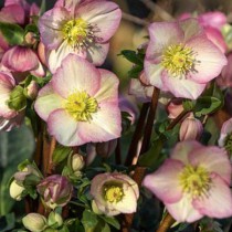 Hunyor 'Heuger Ice N Roses Fosted Rose'